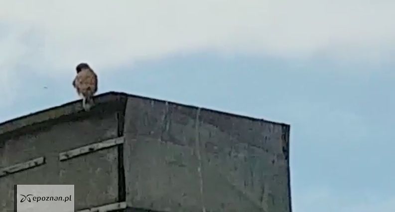 Pustułki w Swarzędzu | fot. Krzysztof