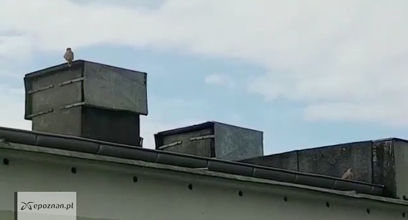 Pustułki w Swarzędzu | fot. Krzysztof