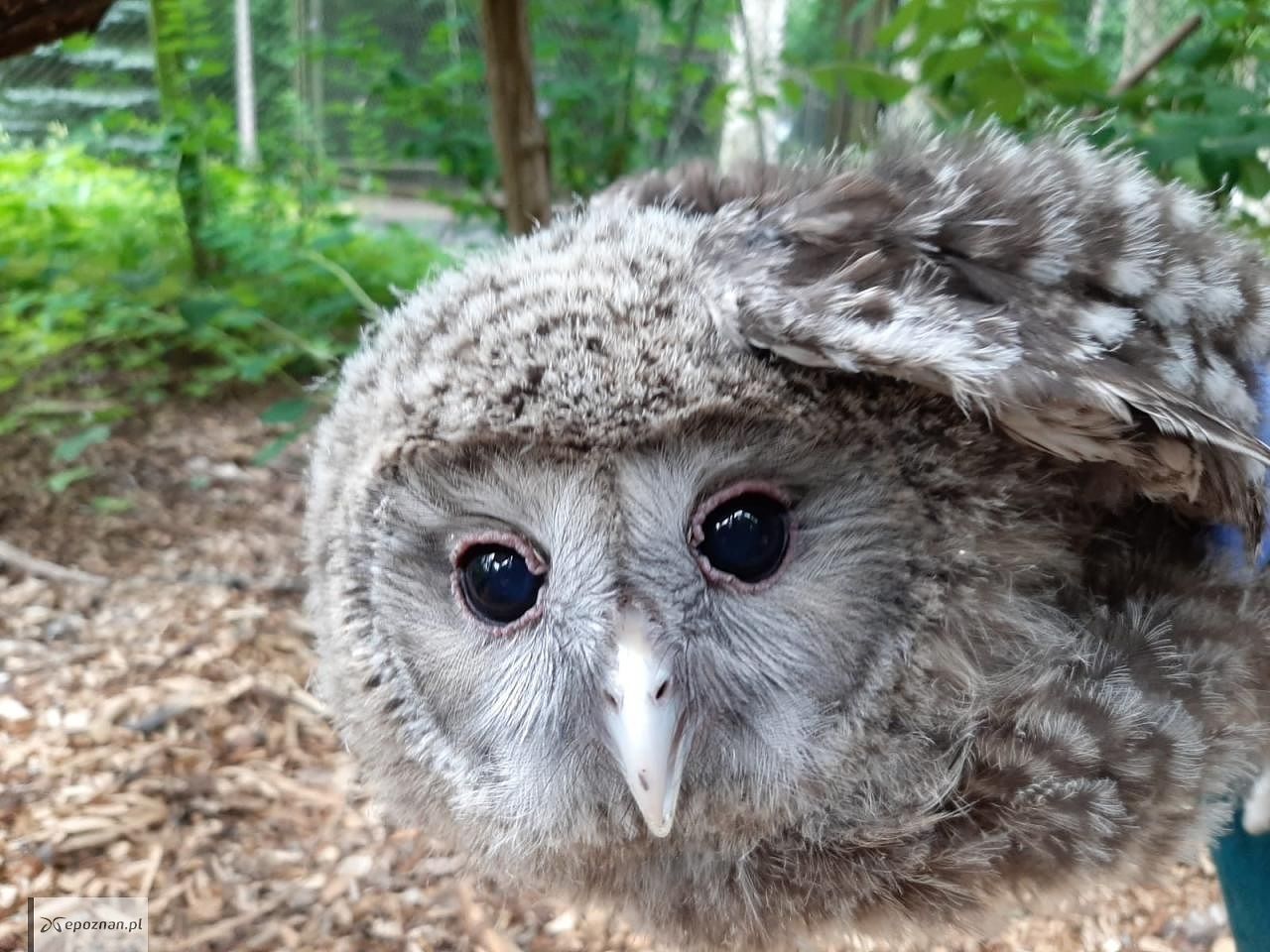 fot. ZOO Poznań Official / Facebook