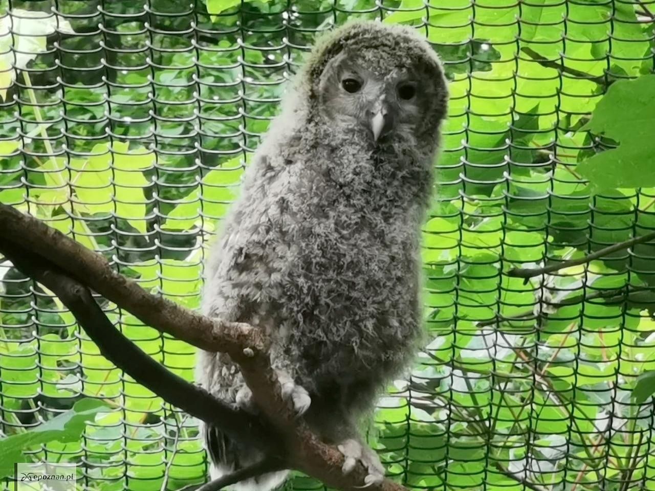 fot. ZOO Poznań Official / Facebook
