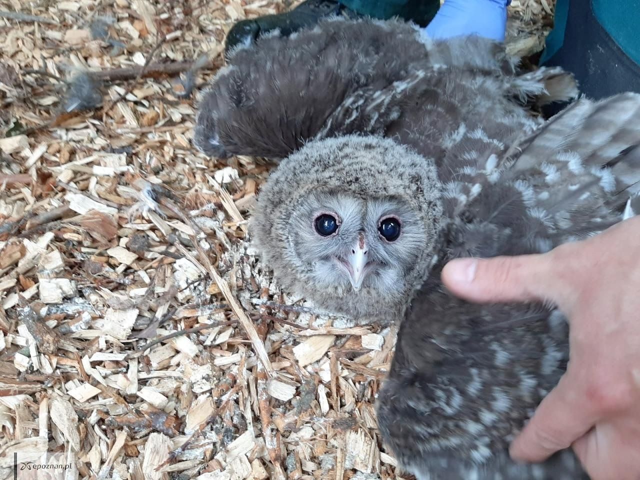 fot. ZOO Poznań Official / Facebook