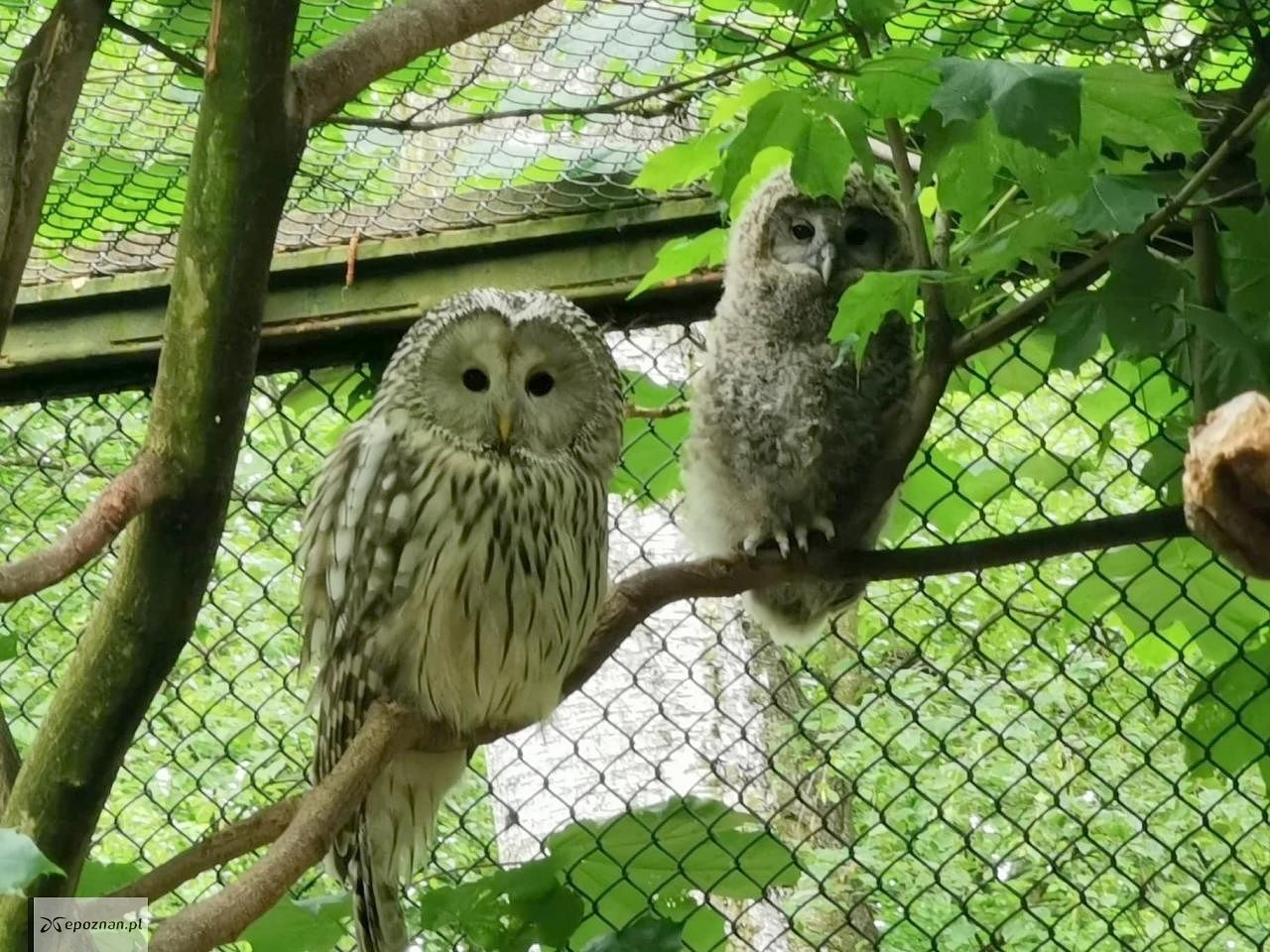 fot. ZOO Poznań Official / Facebook