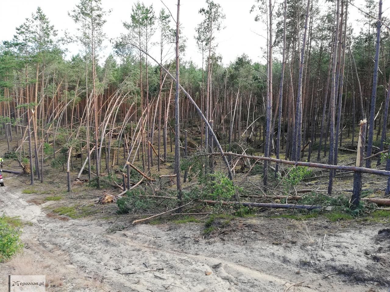 fot. Krzysztof Antczak / Nadleśnictwo Potrzebowice