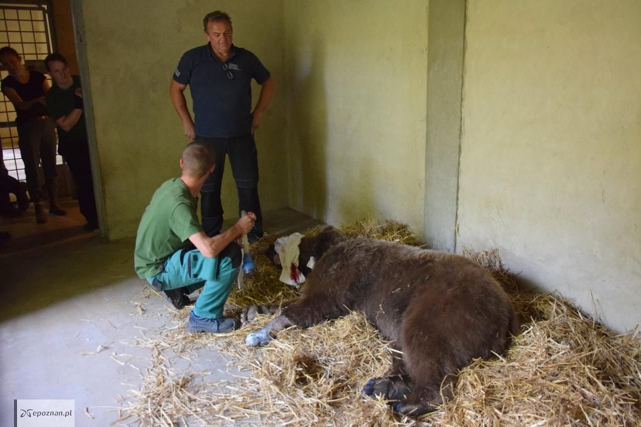 fot. Zoo Poznań Official Site / Facebook