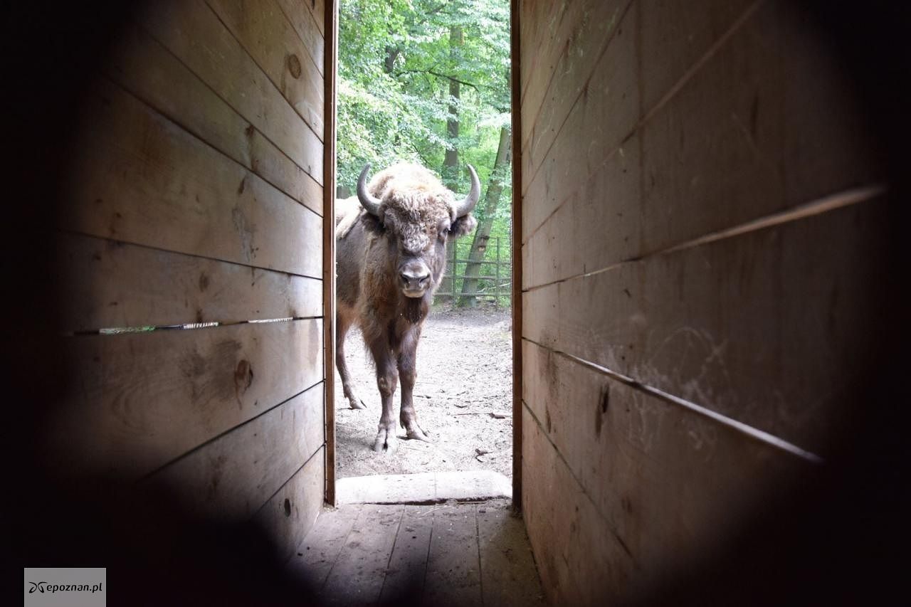 fot. ZOO Poznań Official / Facebook