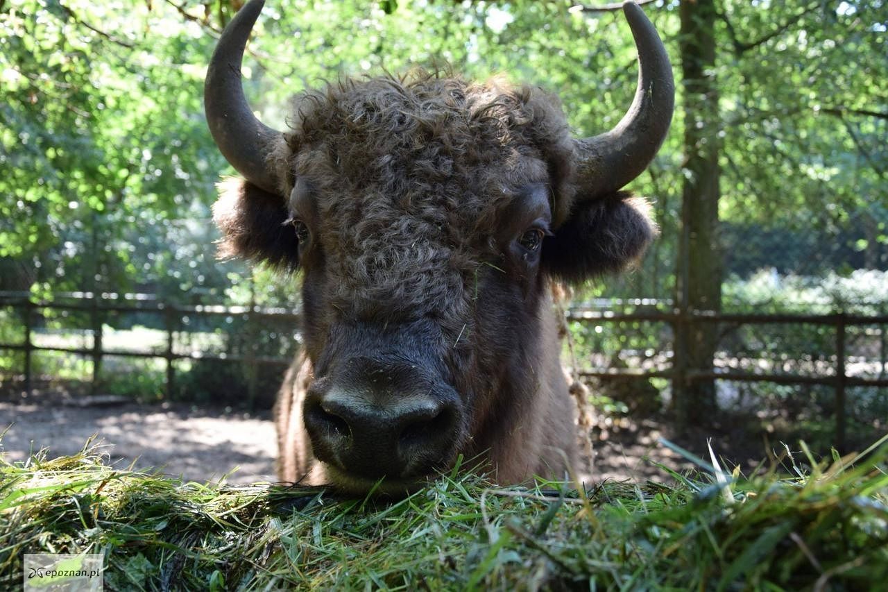 fot. ZOO Poznań Official / Facebook
