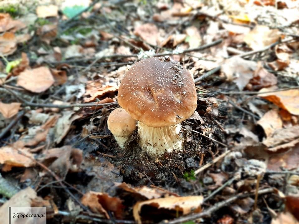 fot. Nadleśnictwo Trzcianka
