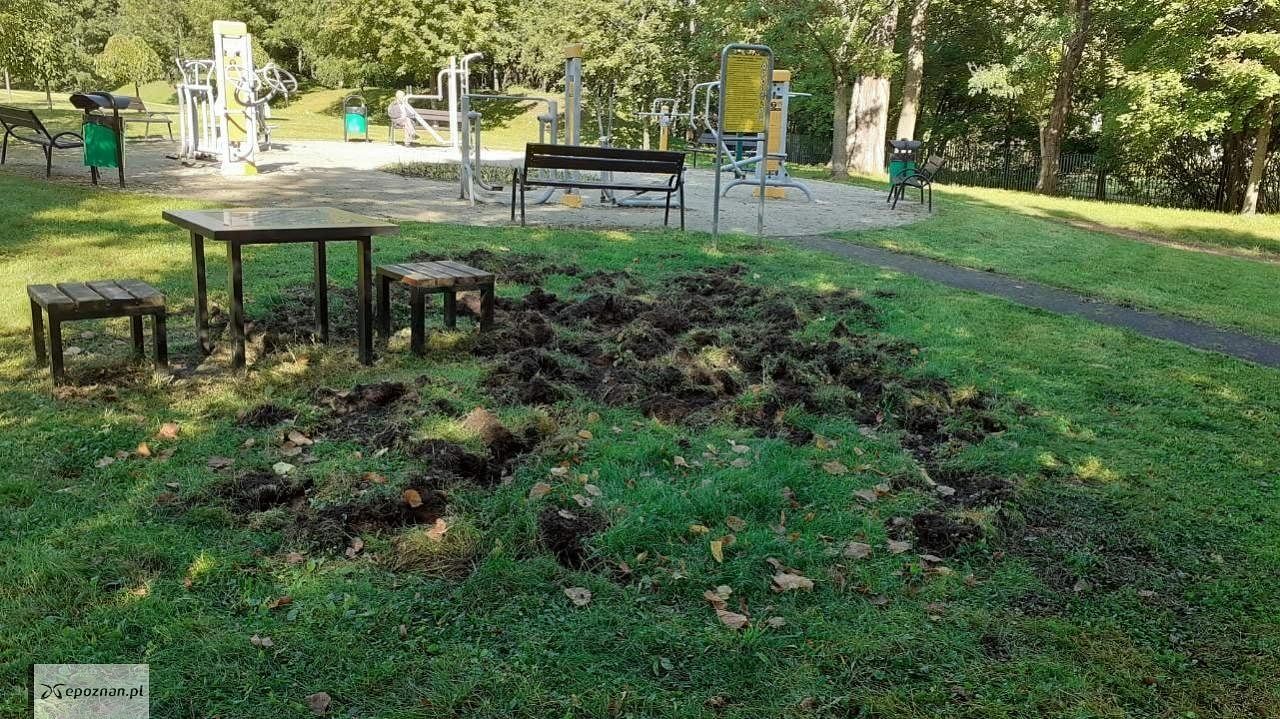 fot. ZZM Poznań