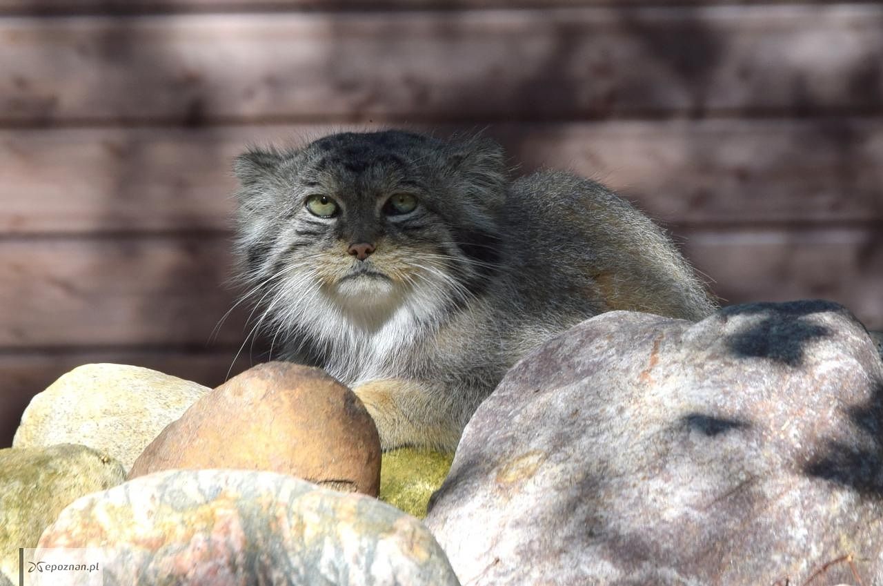 fot. ZOO Poznań Official / Facebook
