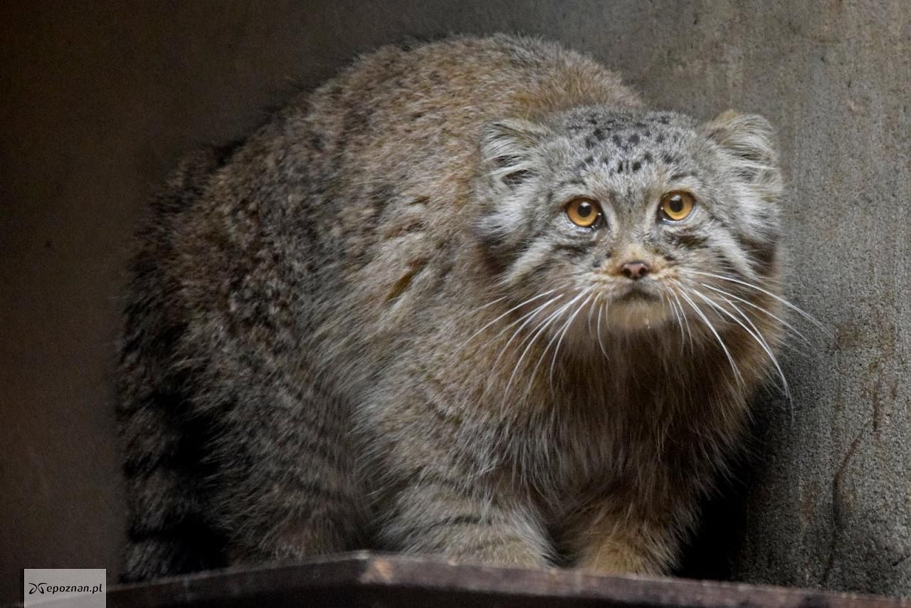 fot. ZOO Poznań Official / Facebook