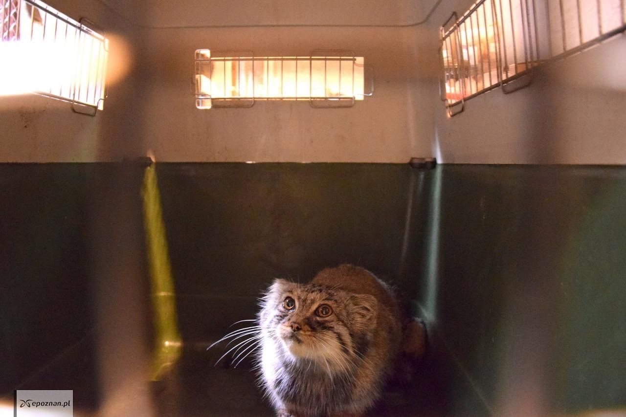 fot. ZOO Poznań Official / Facebook