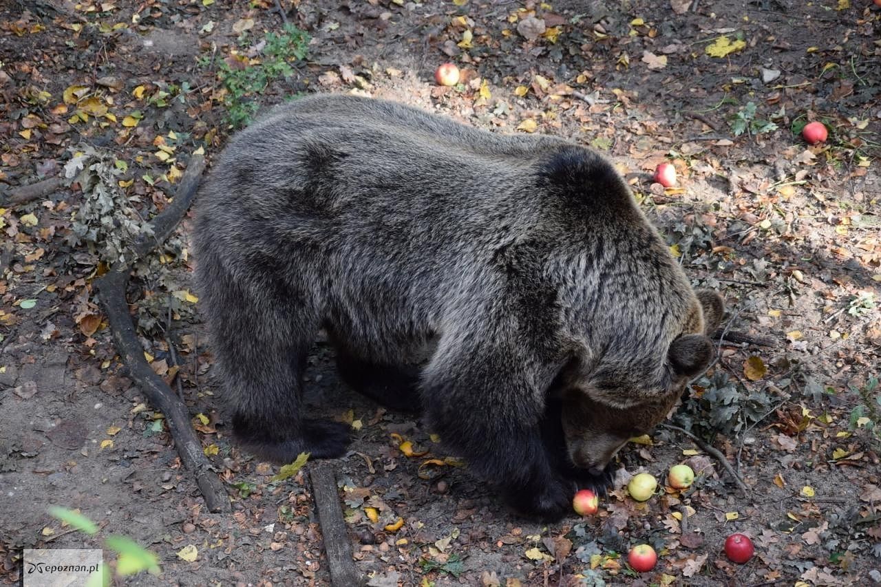 fot. ZOO Poznań Official / Facebook