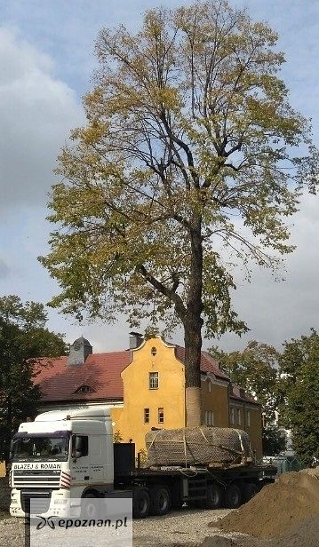 Przesadzanie lip na terenie działki | fot. materiały inwestora