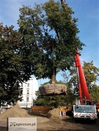 Przesadzanie lip na terenie działki | fot. materiały inwestora