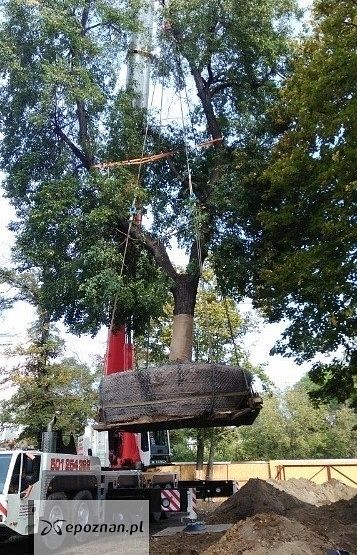 Przesadzanie lip na terenie działki | fot. materiały inwestora