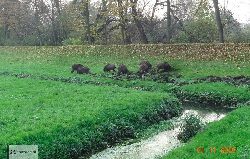 Park Wodziczki | fot. ZZM
