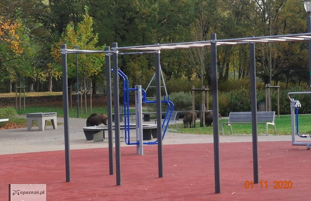 Park Wodziczki | fot. ZZM