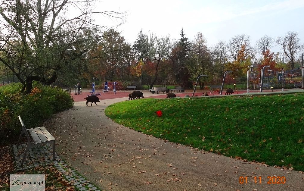 Park Wodziczki | fot. ZZM