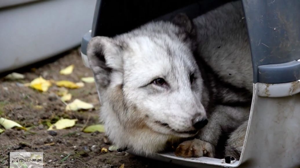 fot. ZOO Poznań Official / Facebook