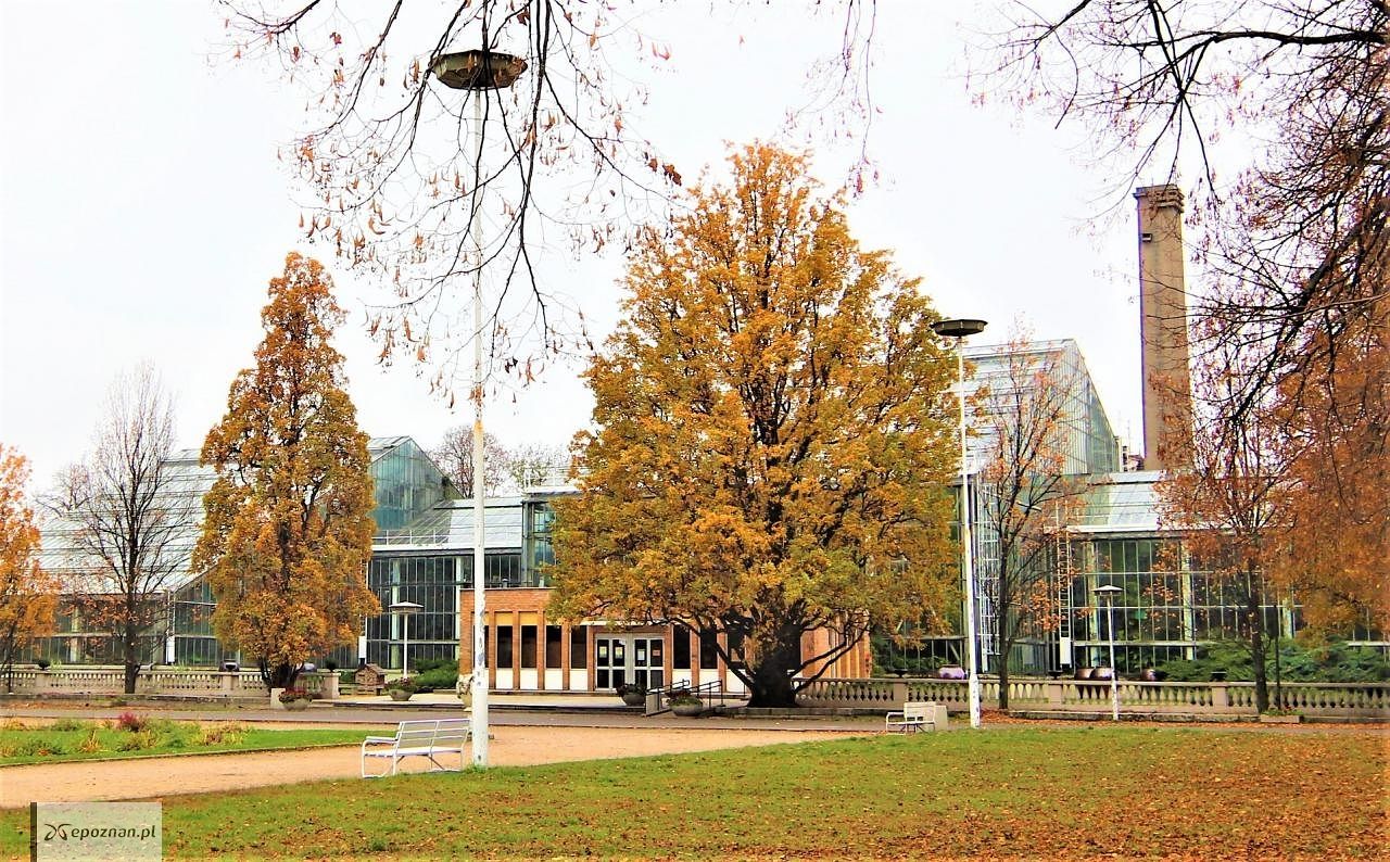 fot. Palmiarnia Poznańska