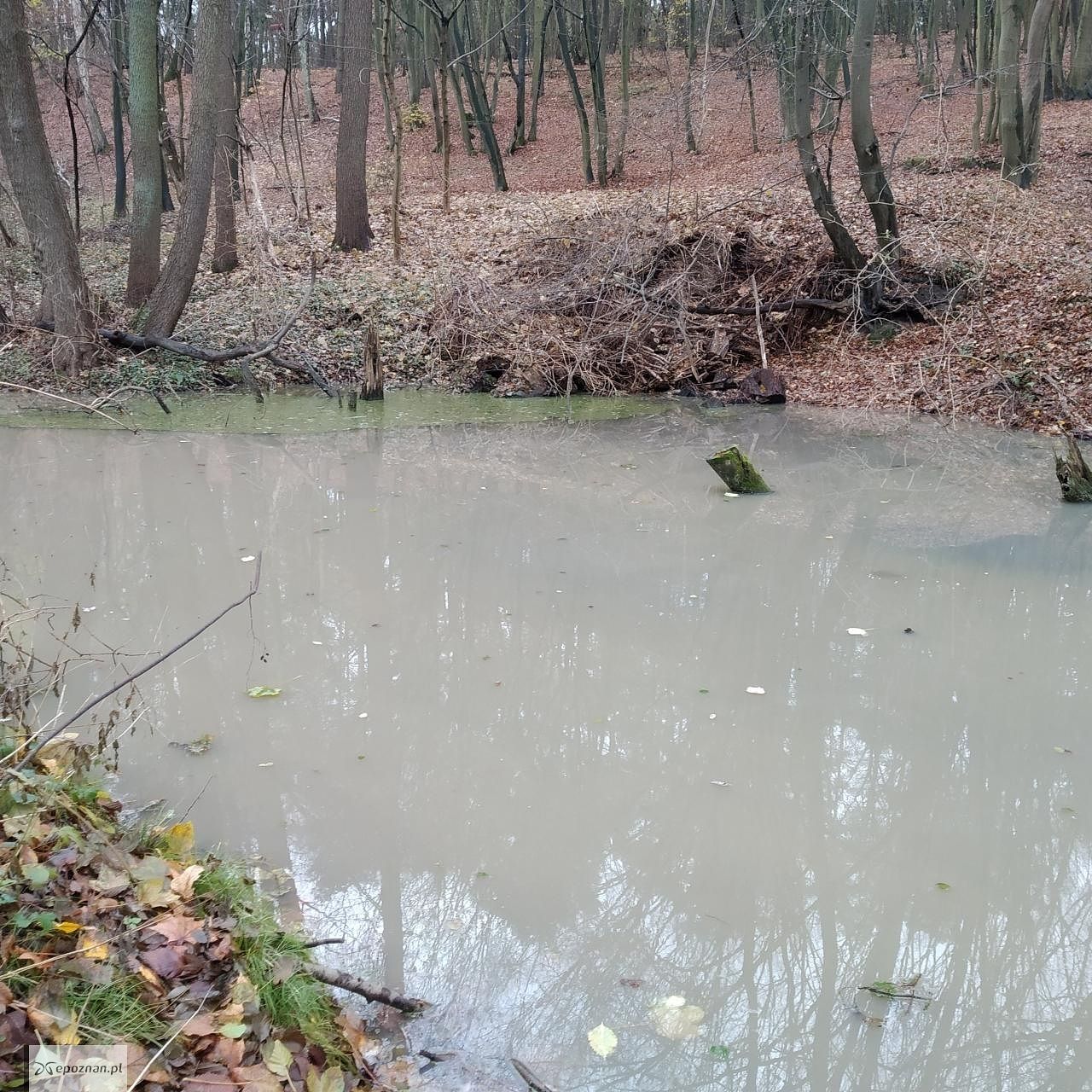 fot. Michał