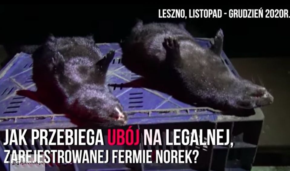fot. Otwarte Klatki