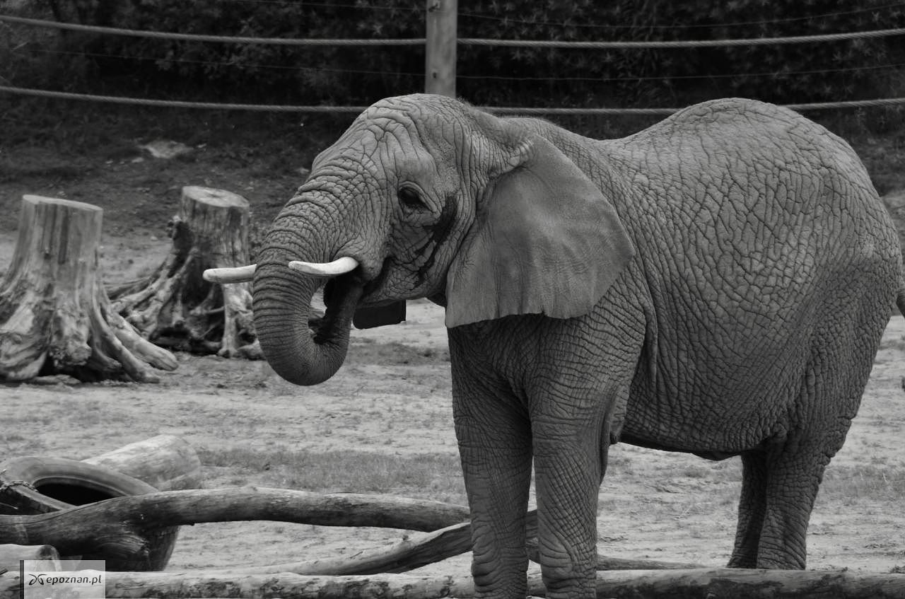 fot. ZOO Poznań Official / Facebook