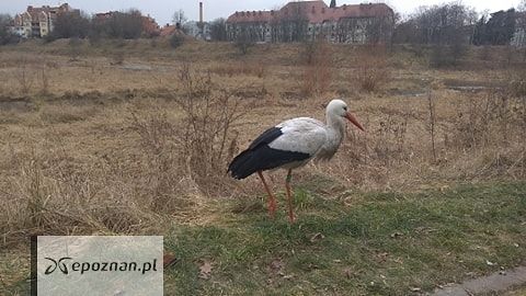fot. Czytelnik