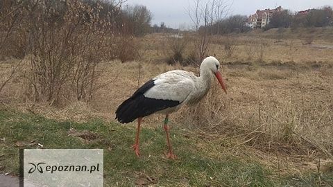 fot. Czytelnik