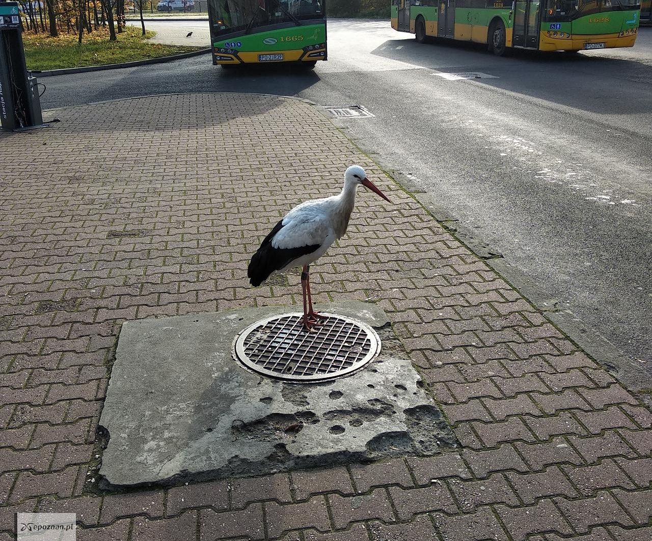 fot. Piotr