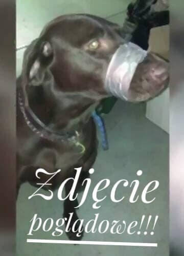 Poglądowe zdjęcie psa z oklejonym pyskiem | fot. TOZ Kościan