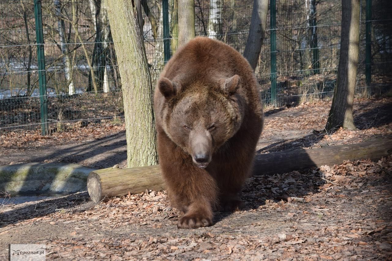 Baloo po przebudzeniu | fot. ZOO Poznań / Facebook
