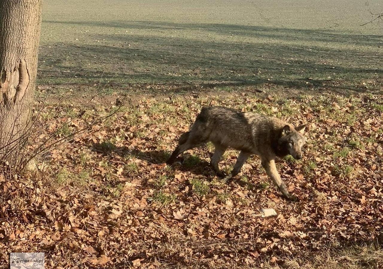 Wilk w Barcinku pod Poznaniem | fot. Czytelnik