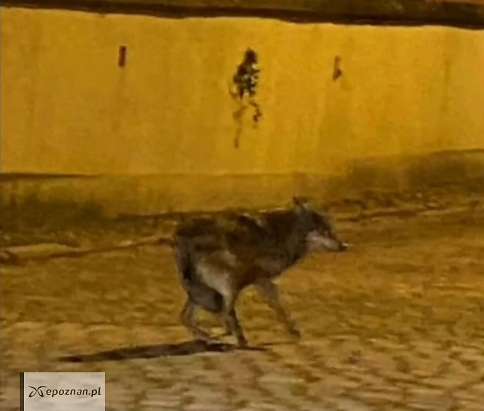 Wilk widziany w niedzielę na Śródce | fot. Czytelnik