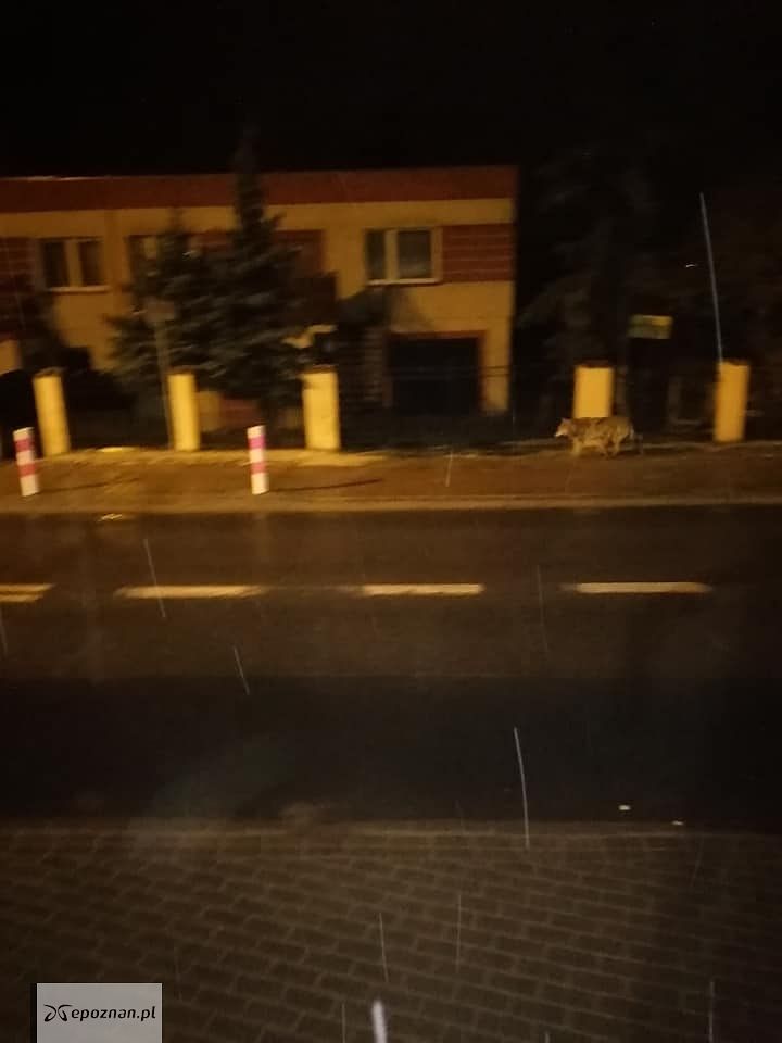 Ulica Poznańska, Czapury | fot. Czytelnik