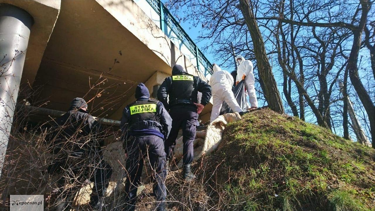 fot. Straż miejska