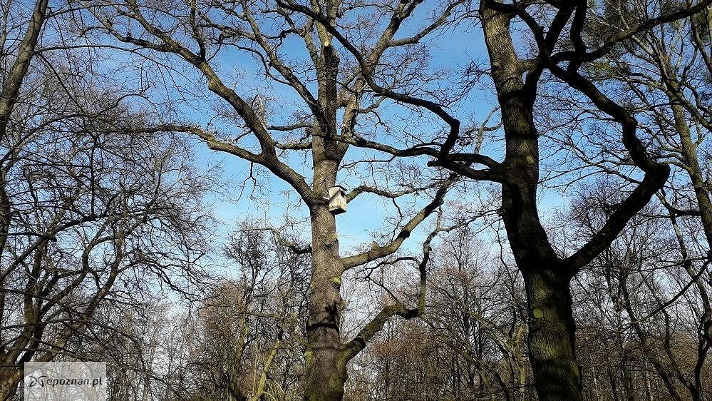 fot. biuletyn.poznan.pl