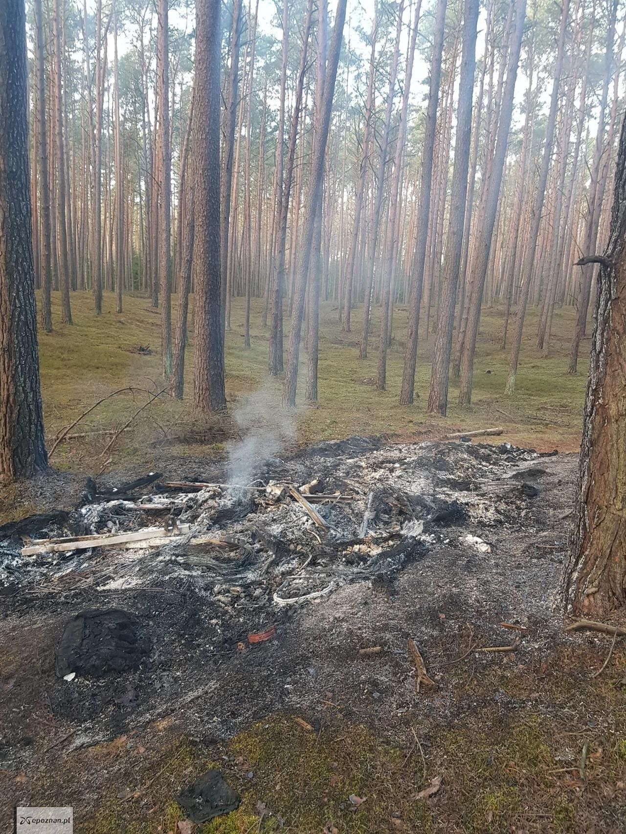 fot. fot. R.Tomczak, R. Rabcewicz, R. Ćwiertnia / Nadleśnictwo Sieraków