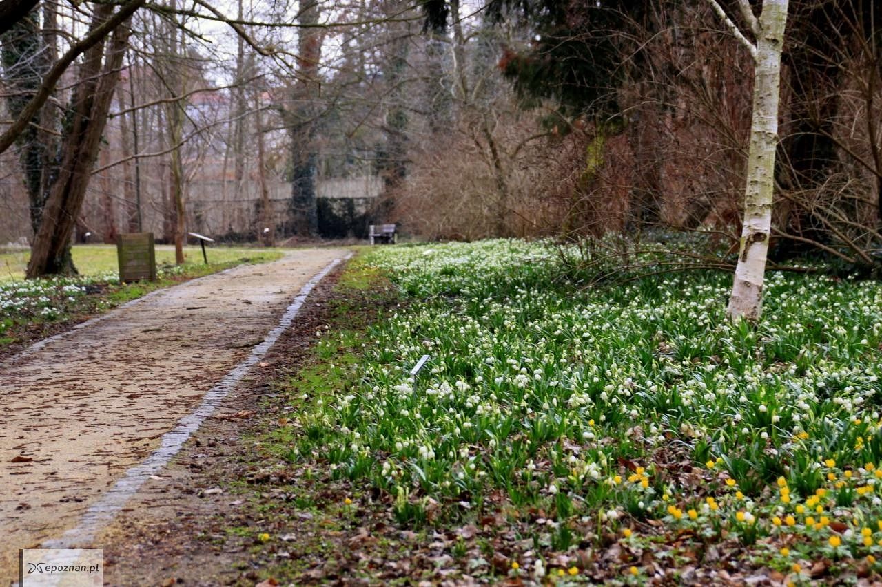 fot. Arboretum w Kórniku FB