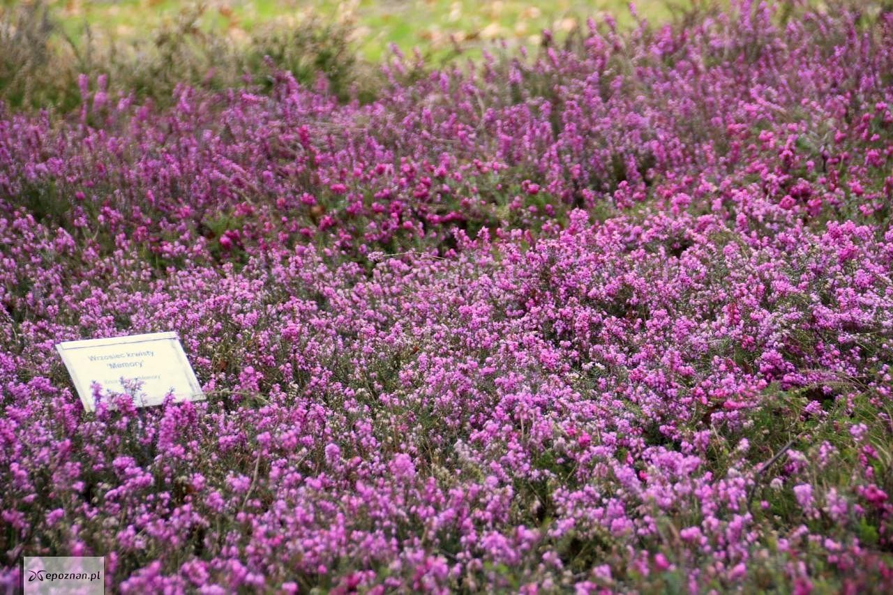 fot. Arboretum w Kórniku FB