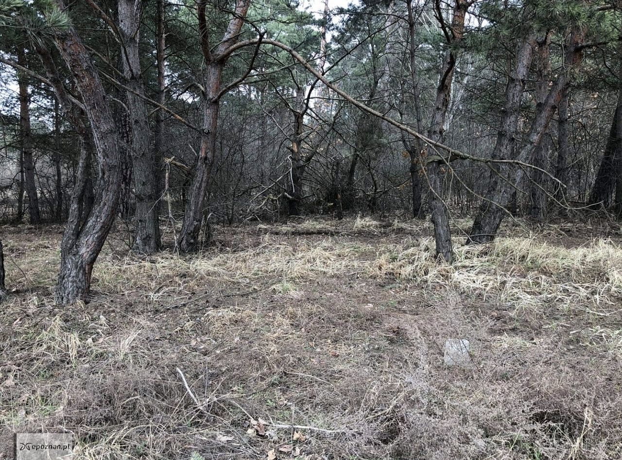 Po sprzątaniu | fot. Straż miejska