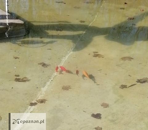 fot. ZZM Poznań
