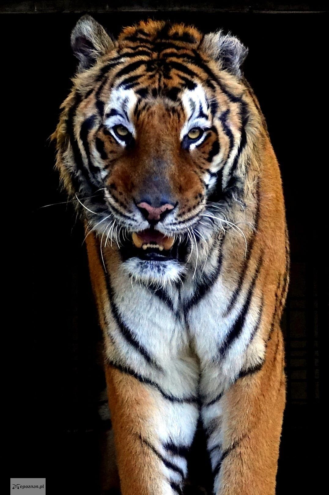 fot. ZOO Poznań Official / Facebook