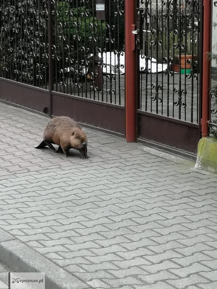 fot. Straż Miejska Leszno