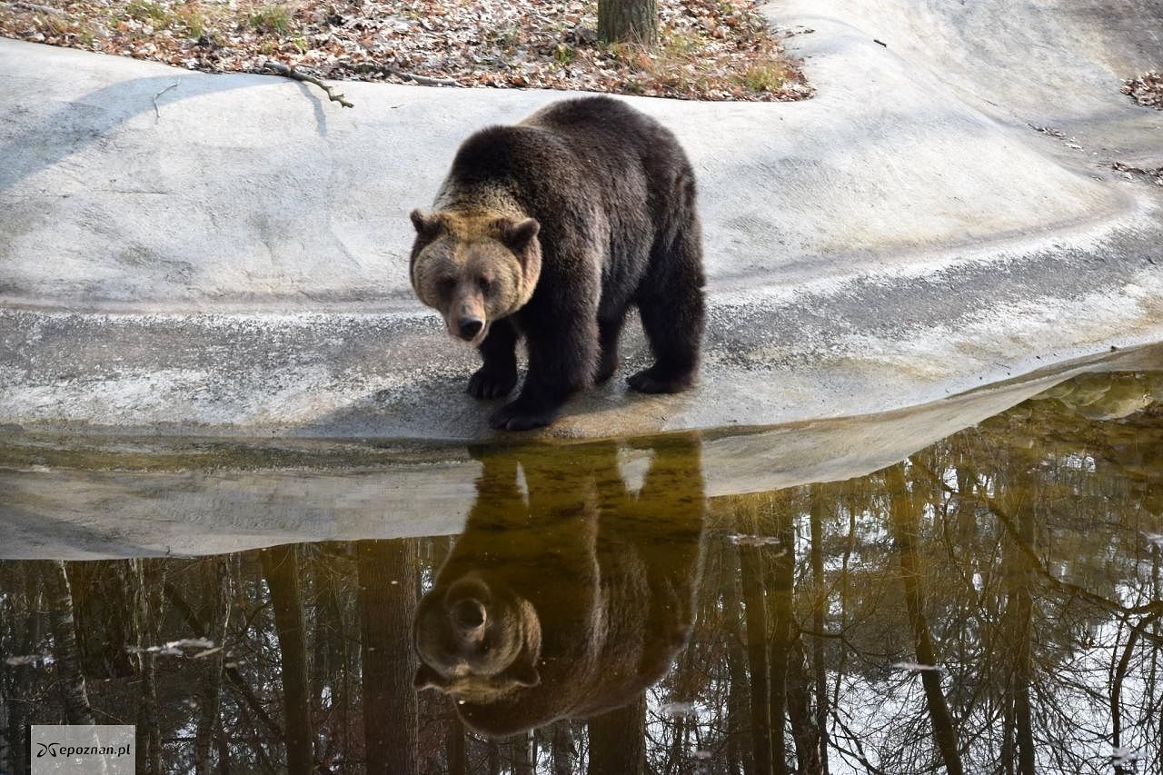 fot. ZOO Poznań Official / Facebook