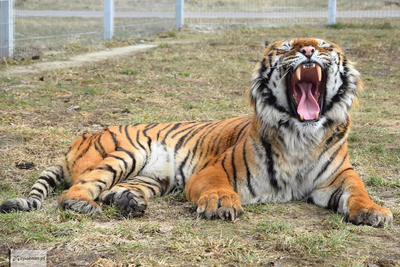 fot. ZOO Poznań Official / Facebook