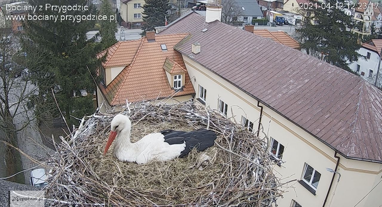 fot. bociany.przygodzice.pl