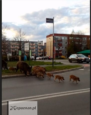 fot. Kuba