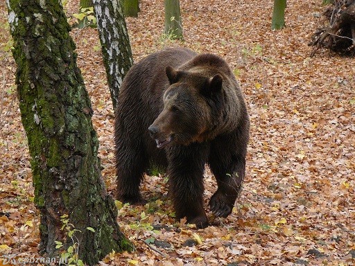 fot. Nowe ZOO
