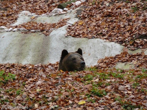 Borys w basenie | fot. Nowe ZOO